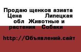 Продаю щенков азиата › Цена ­ 5 000 - Липецкая обл. Животные и растения » Собаки   